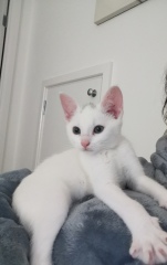 New kitten wrapping0 himself round our neck (cute pics)!
