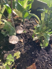 Is there a website which identifies mushrooms?