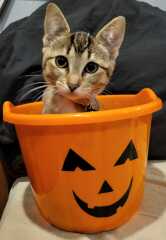 Halloween?