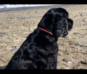 Dogs who love the beach