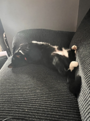 I love my cat too much is this normal 