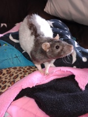 what do i do with a pet rat that destroys everything in cage