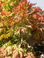 Is this tree an Acer - and if so, what type?