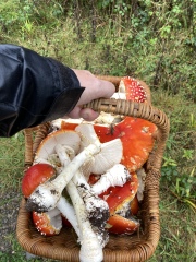 Any Witches Here?- Part 17.