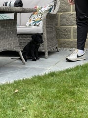 Puppy Survival Thread - as we approach Fireworks night for the first time…