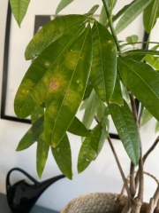 What's wrong with this indoor plant?