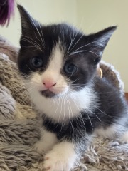 Is this cat pregnant?