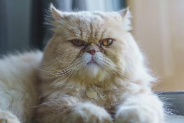 Will my Frenchie really only live til 6 years ?  