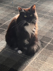 I love my cat too much is this normal 