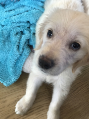Golden Retriver puppy soooooo itchy