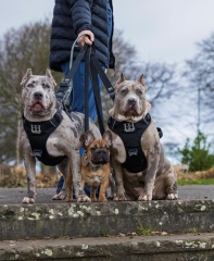 Sick of these XL bully owners 