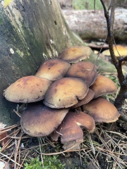 Come chat hiking with me!