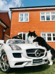 I love my cat too much is this normal 