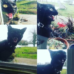I appear to have cats