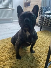 Will my Frenchie really only live til 6 years ?  