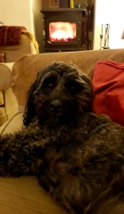 What is your pet up to right now?