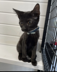 Lapsed cat insurance 