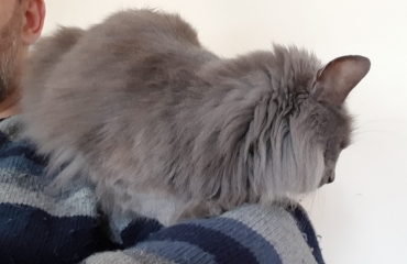 New kitten wrapping0 himself round our neck (cute pics)!