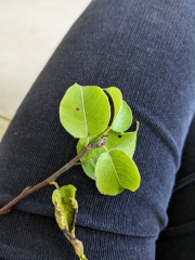 Can anyone identify this tree for me?