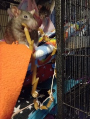 what do i do with a pet rat that destroys everything in cage