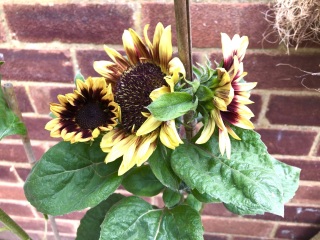 Could this be a sunflower?