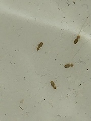 Little bugs in mugs