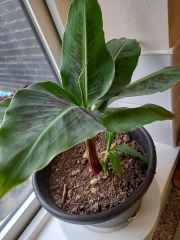 Help me keep these plants alive!