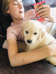 Golden Retriver puppy soooooo itchy