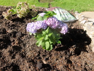 Roses Die On You (Black Spot etc)
