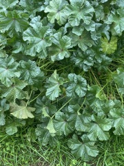 Weeds!!!