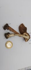 Is there a website which identifies mushrooms?