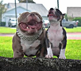 Sick of these XL bully owners 