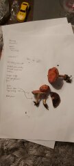 Hidden Treasures - tell me your foraged finds!