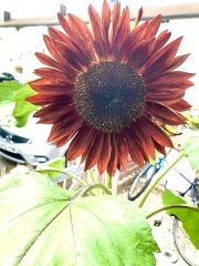 Could this be a sunflower?