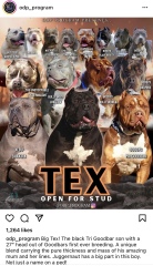 Sick of these XL bully owners 