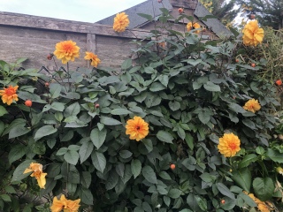 Would I need to dig up dahlia tubers in Devon?