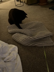 To ask how you play with your cat