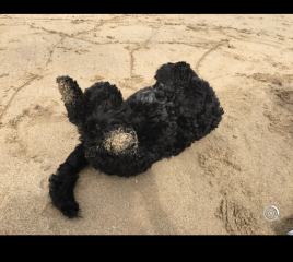Dogs who love the beach