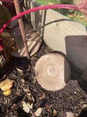 Is there a website which identifies mushrooms?
