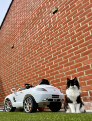 I love my cat too much is this normal 