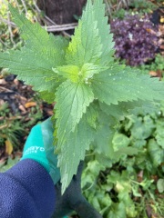 More plant ID please