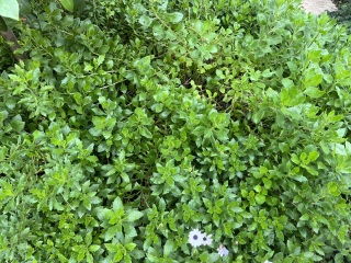 What should I do with these for autumn/ winter, and how can I save the little tree?