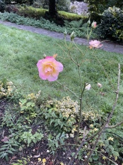 Type of rose(s)