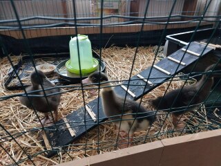 Ukraine Invasion: Part 33