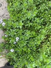 What should I do with these for autumn/ winter, and how can I save the little tree?