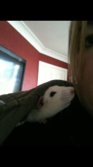 To think Alan could just kill the bloody mouse? 