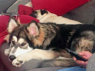Cuddly dogs