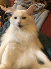 My Maine Coon was allowed to sleep on the bed last night