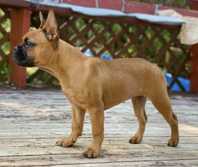 Will my Frenchie really only live til 6 years ?  