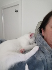 New kitten wrapping0 himself round our neck (cute pics)!